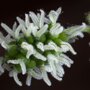 Zwarte moerbei (Morus nigra) bloesem